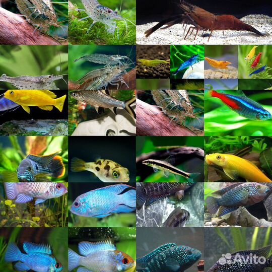 Рыбки Улитки Раки Сомы и Многое Другое