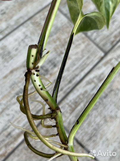 Эпипремнум sp variegated