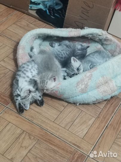 Шотландская прямоухая