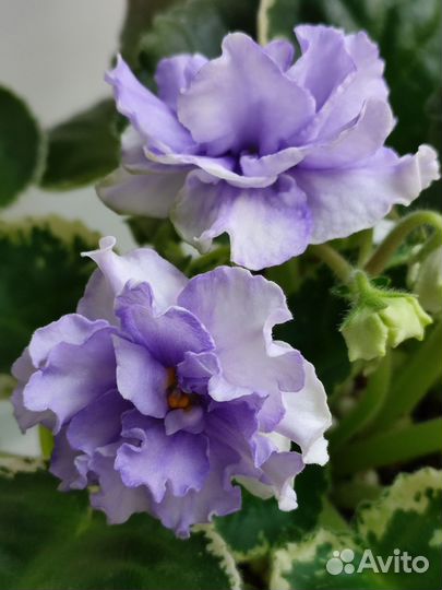 Сортовая фиалка Кристина (Е.Лебецкая). Ук. листы