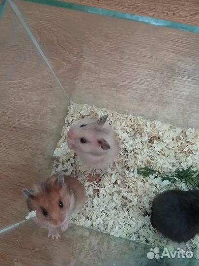 Сирийские хомячки