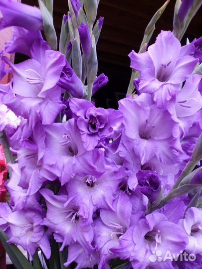 Гладиолусы луковицы