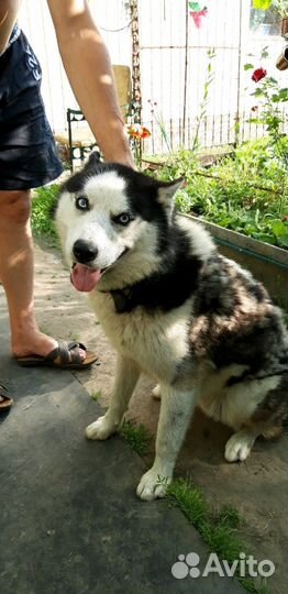 Хаски для вязки