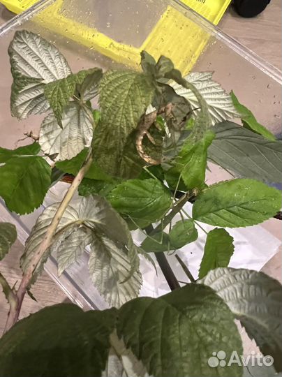 Австралийский палочник