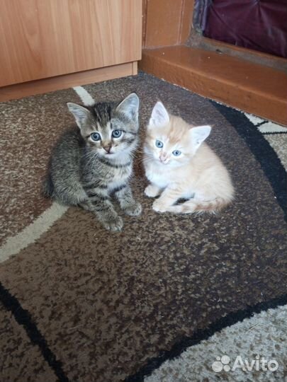 Кошки в добрые руки