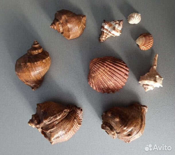 Набор морских ракушек