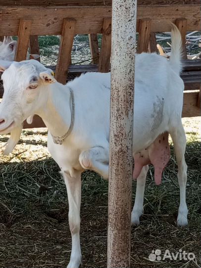 Зааненские дойные козы. Чешский козлик