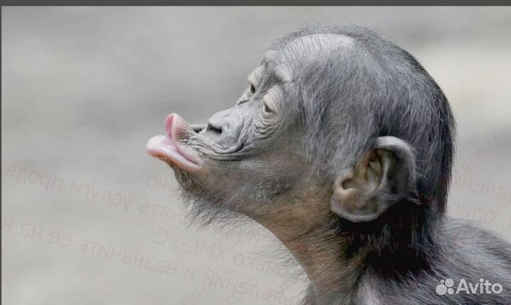 Сортировщик Сыров Вахта объект 15/15 обьект №567