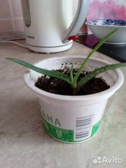 Гиппеаструм, алоэ