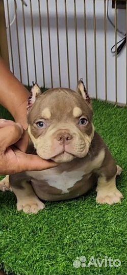 Американский Булли Микро Экзот -Девочка