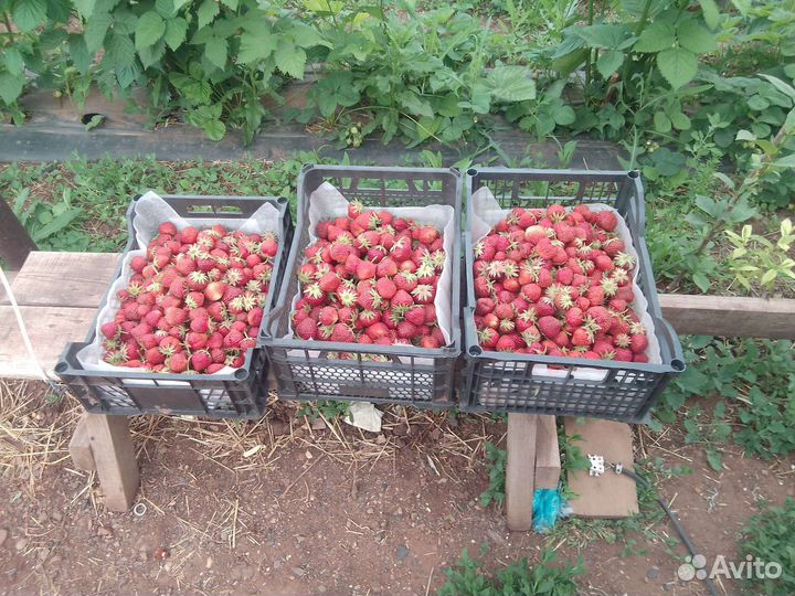 Рассада клубники