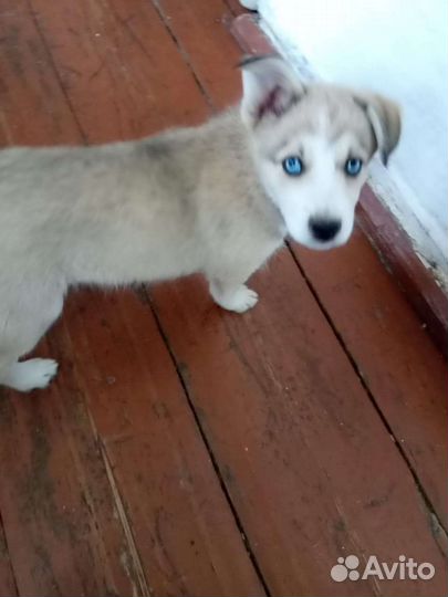 Помесь лайки