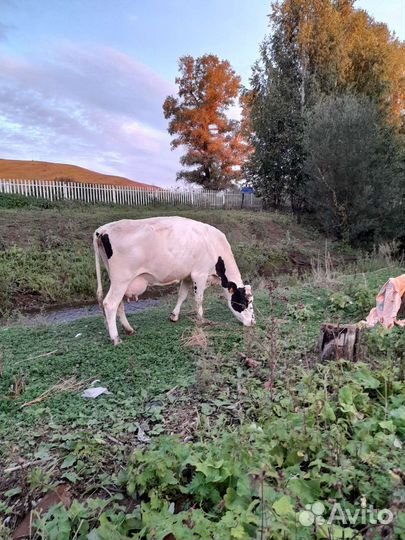 Корова высокоудойная