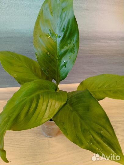 Спатифиллум