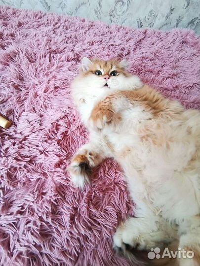 Брит кот BLH ny 12 в разведение золотая шиншилла
