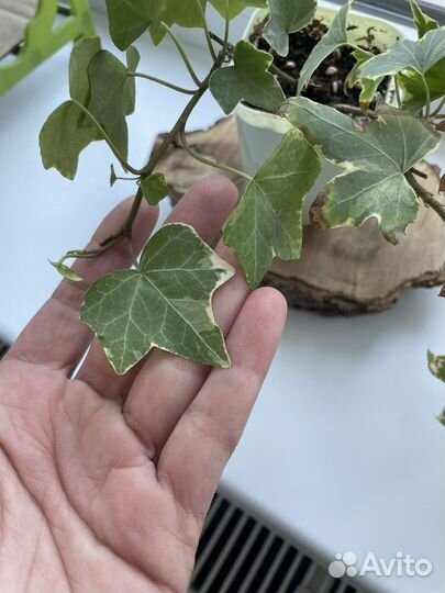 Плющи сортовые