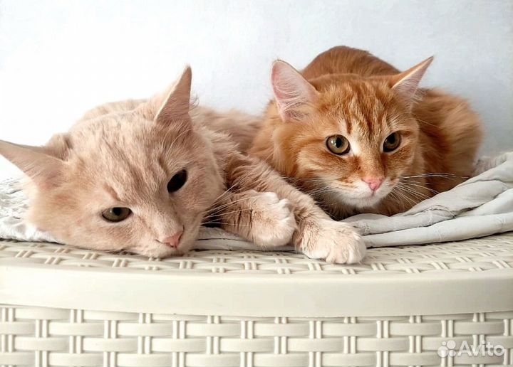 Котику очень нужна семья