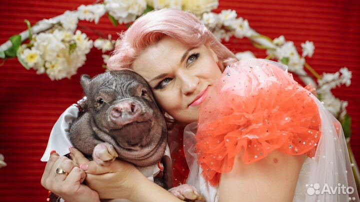 Шоу минипигов VIP (минипиги / мини-пиг / мини пиг)