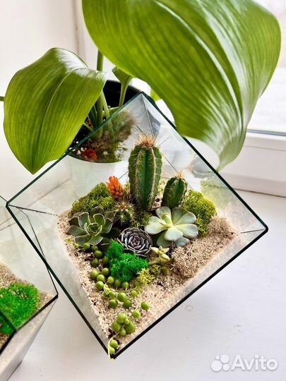 Флорариум, подарок