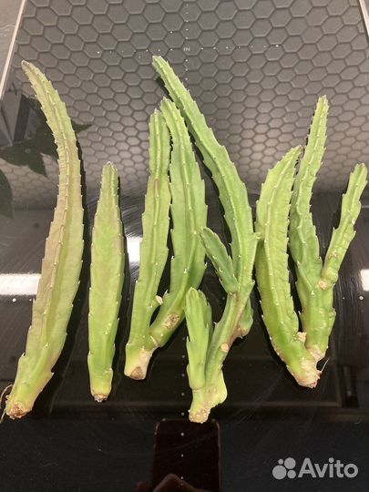 Стапелия (черенки)