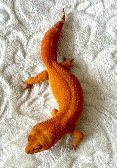 Малыши Эублефары