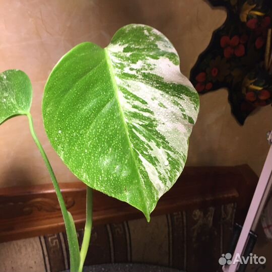 Монстера вариегатная альба