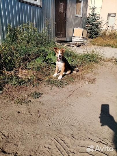Щенок в добрые руки