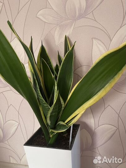 Сортовая сансивиерия