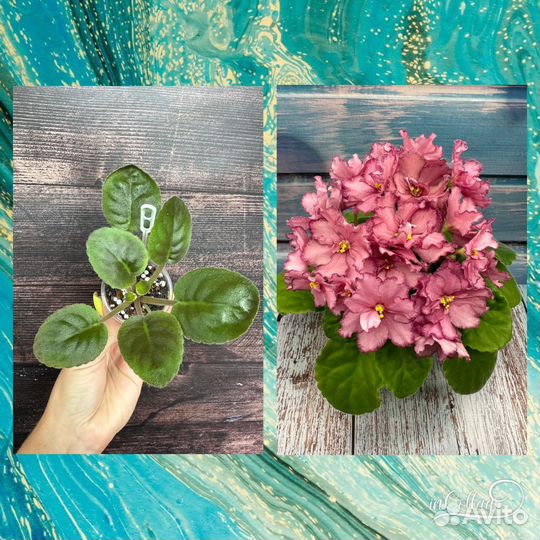 Детки сортовых фиалок