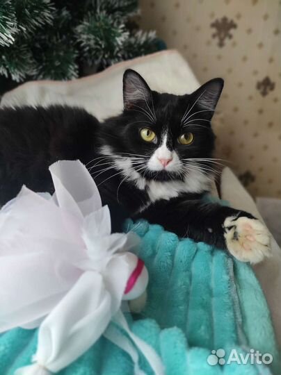 Маркиз в добрые руки)