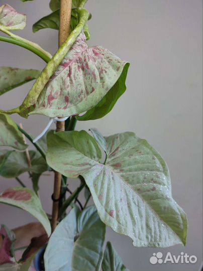 Сингониум конфетти милк