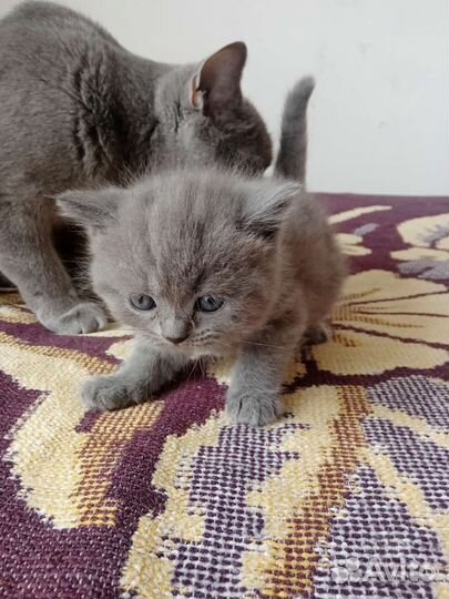 Британские котята