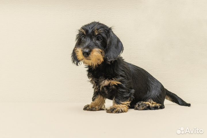 Щенки жесткошерстной таксы