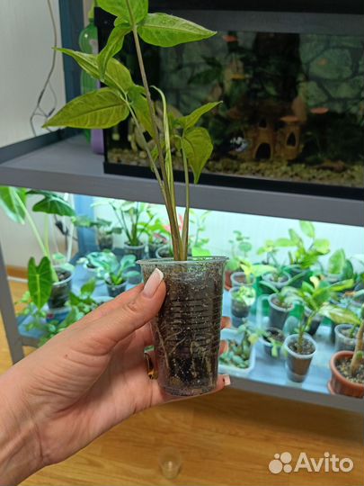 Сингониум Spear point