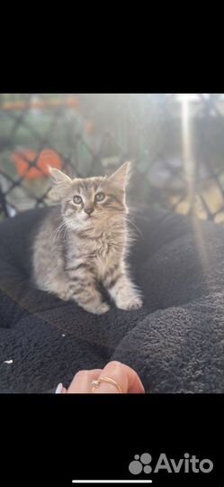 Кошка в дар