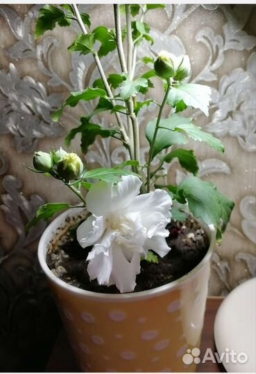 Роза китайская