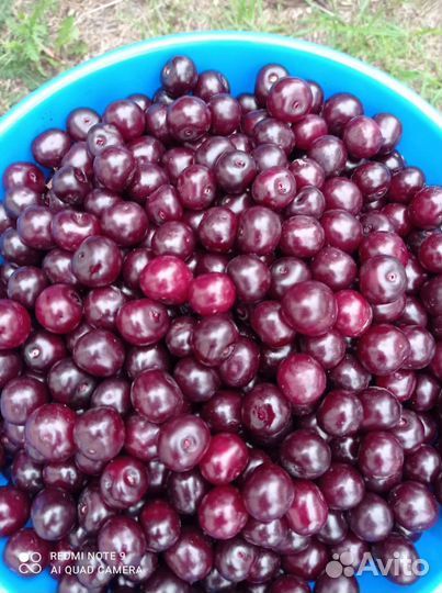 Продам вишню и смородину