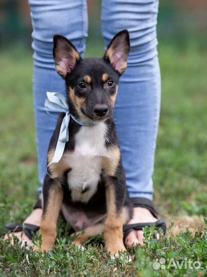 Щенок кобель 3,5мес. в добрые руки