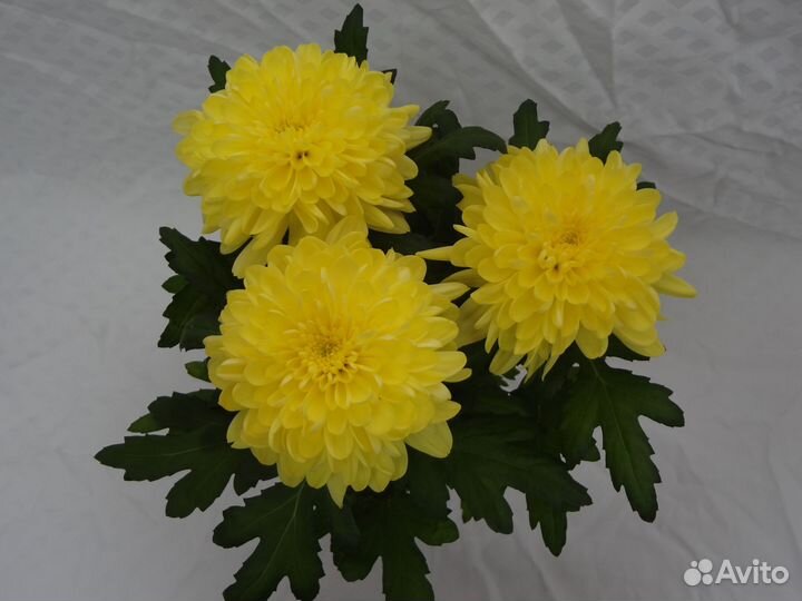 Хризантема одноголовая