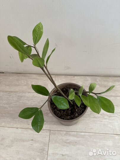 Замиокулькас долларовое дерево