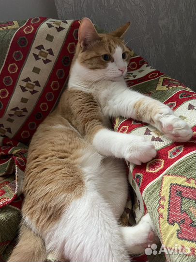 Ищу хозяев кота