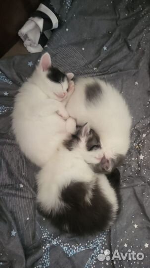 Котята в добрые руки