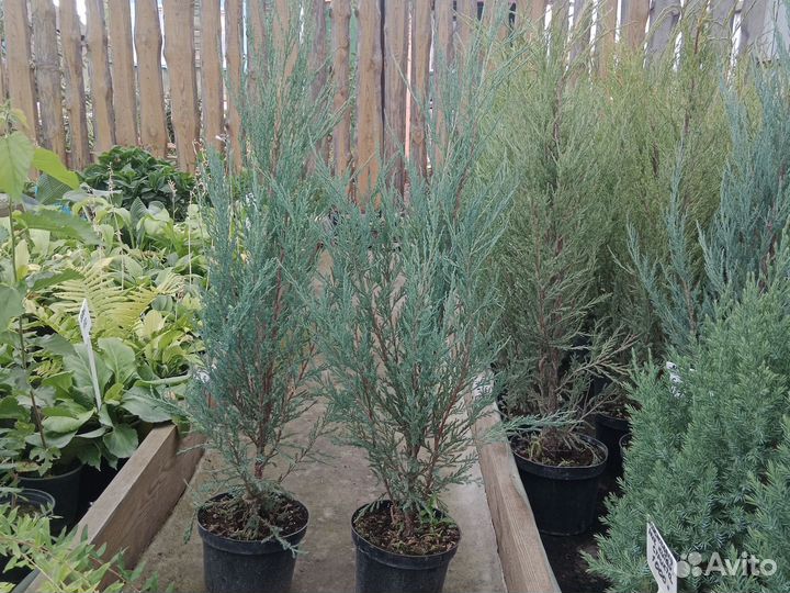 Можжевельник скальный Блю Арроу