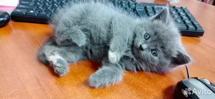 Кошка в дар бесплатно