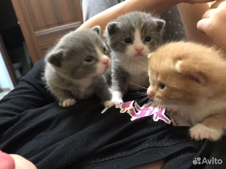 Котята в добрые руки бесплатно