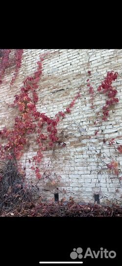 Виноград девичий