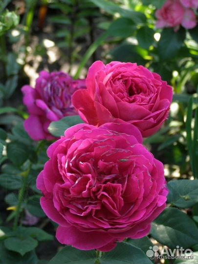 Ароматная Английская Роза Фишермэнс Френдс