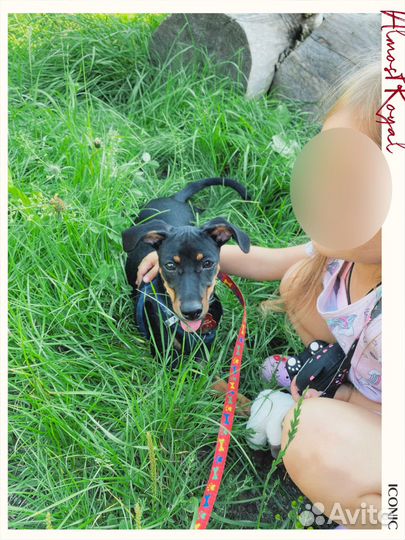 Собака в добрые руки