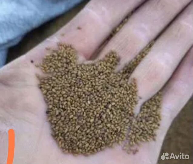 Семена люцерны