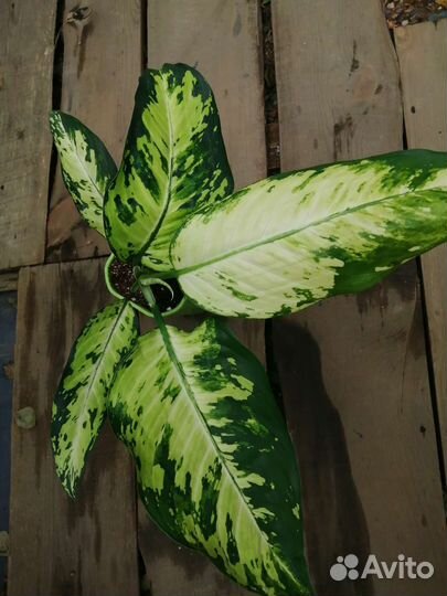 Диффенбахия